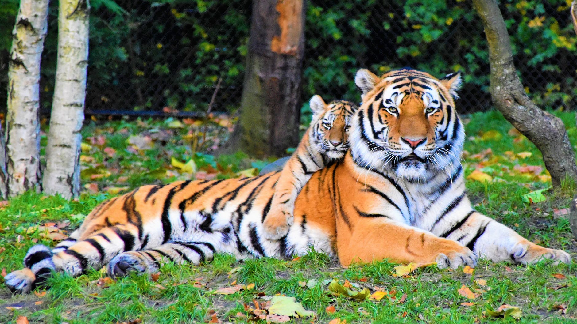 Roar